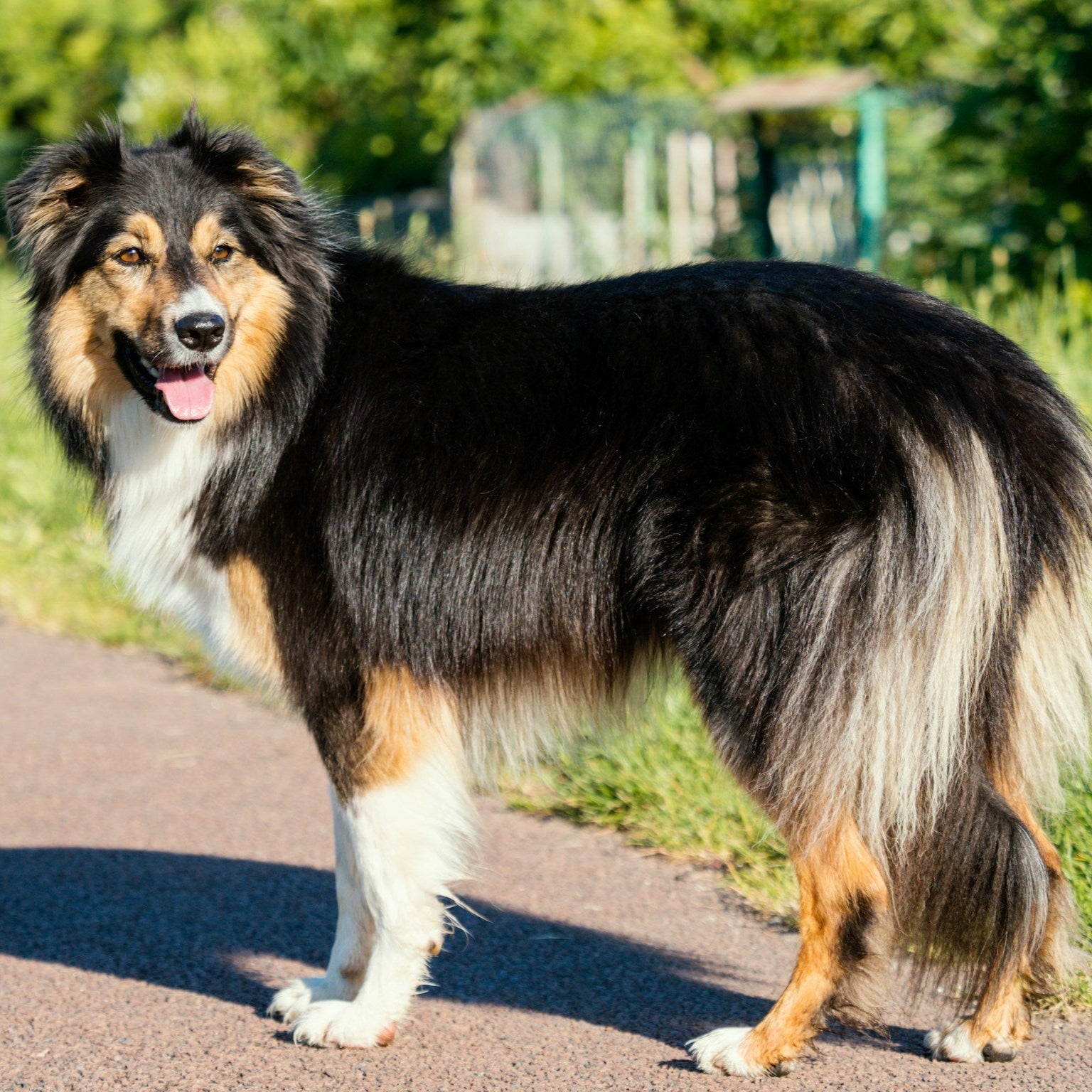 Eco Dog Hydrating Coat Conditioner