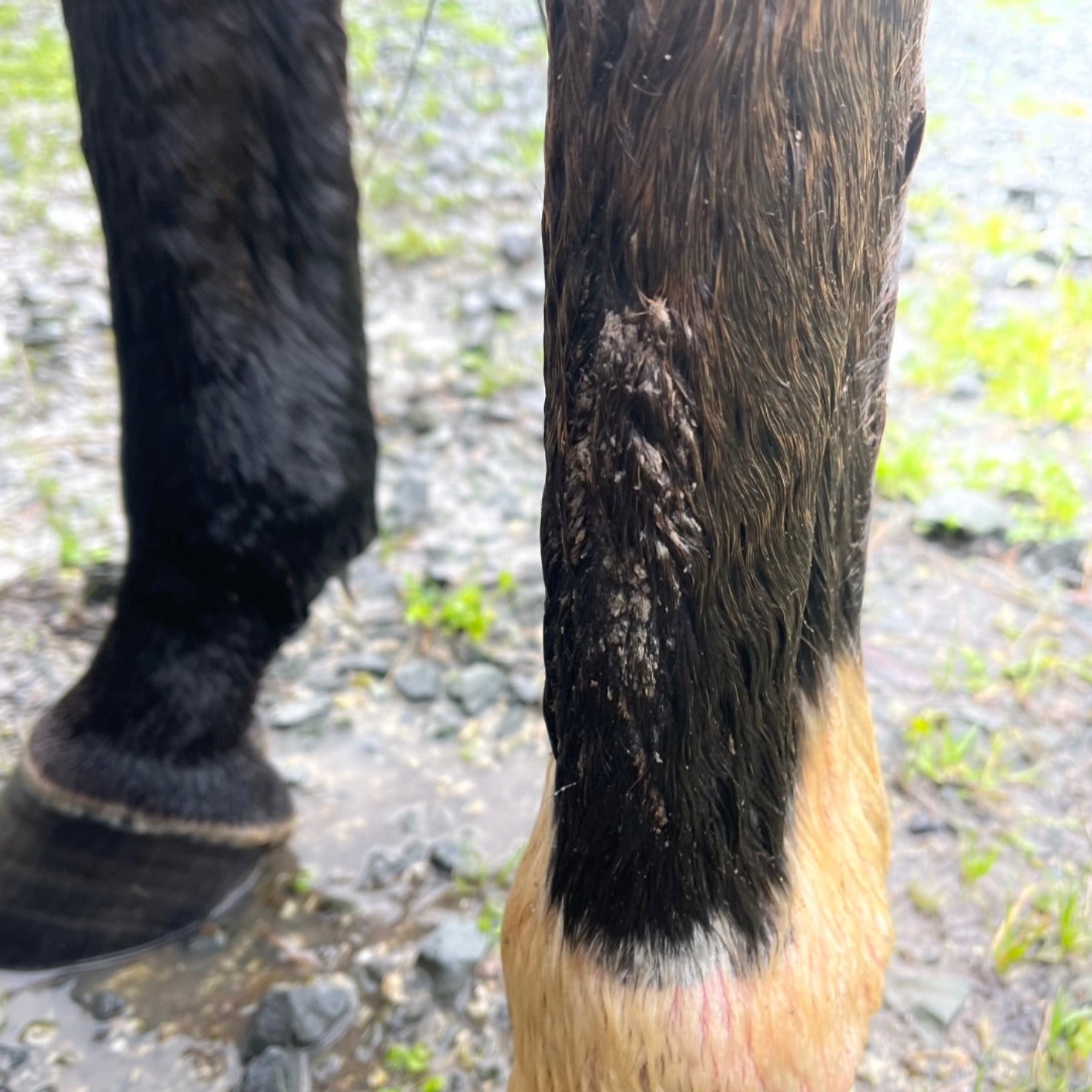 Eco Horse Sulphur Soothe Cream