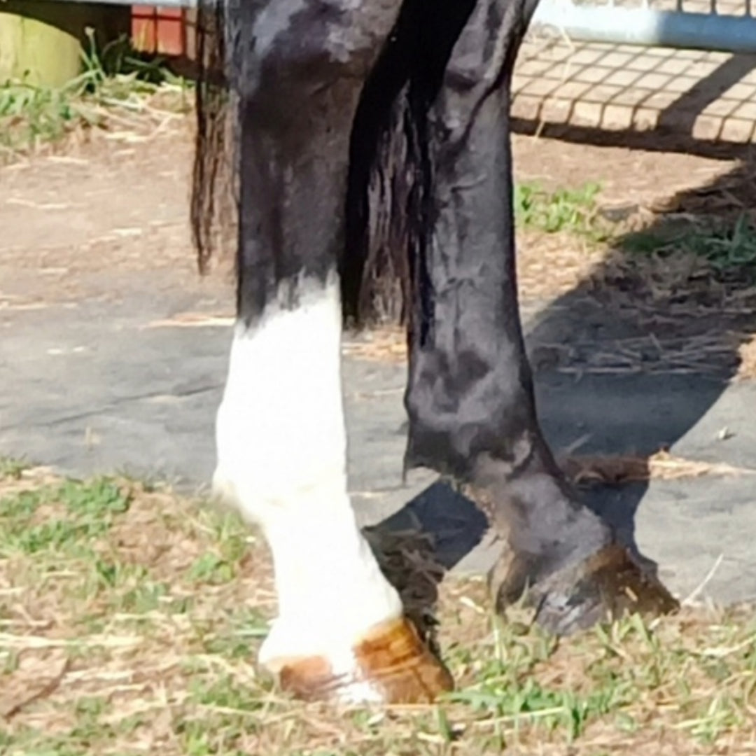 NPC Health Equine Show Shampoo