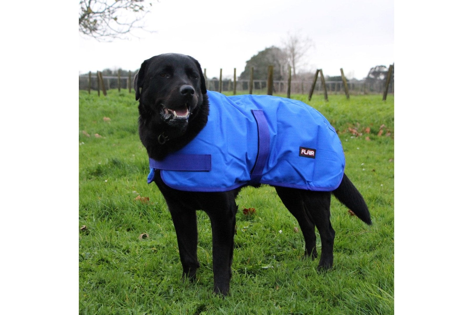 Flair Roxburgh Dog Coat