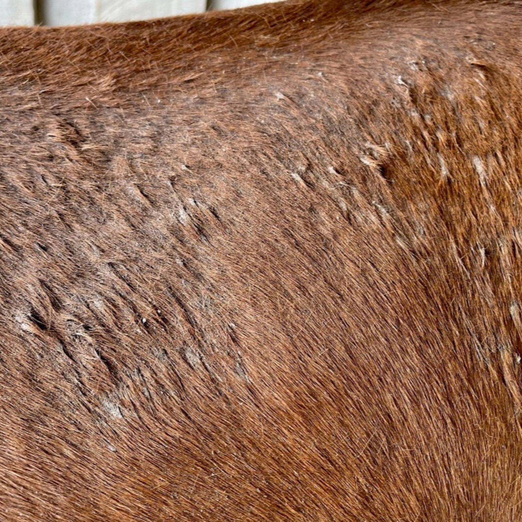 Eco Horse Sulphur Soothe Cream