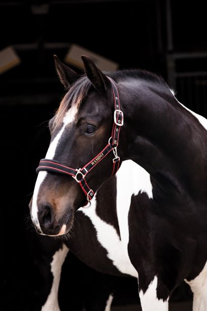 Rambo Padded Headcollar Halter