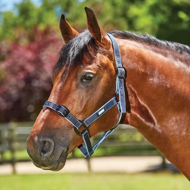 Roma Coordinate Headcollar Halter
