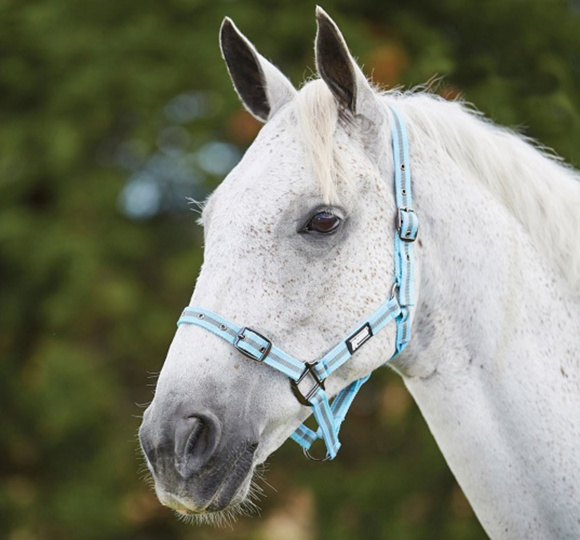 Roma Stripe Headcollar Halter