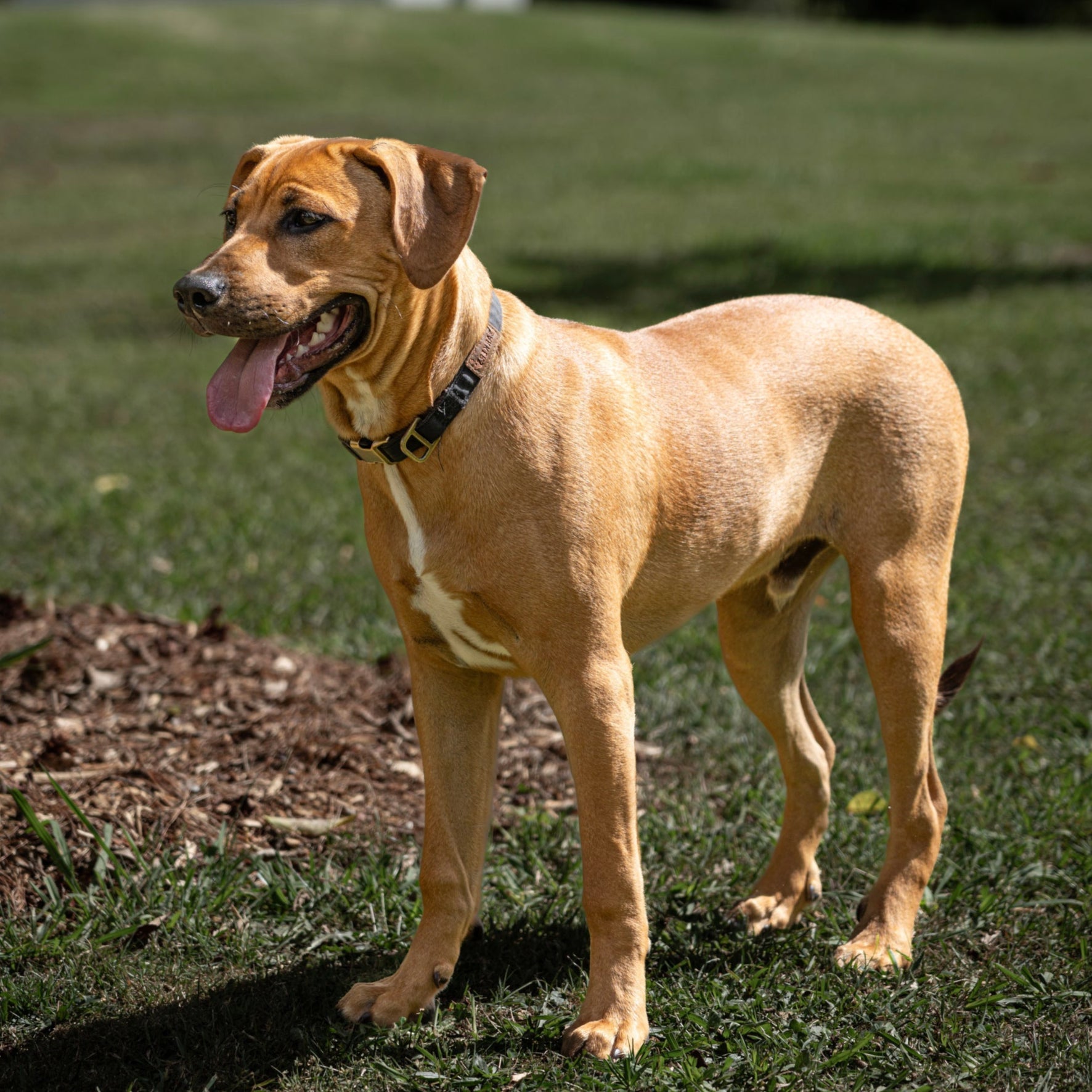 Eco Dog Leave-In Coat Conditioner