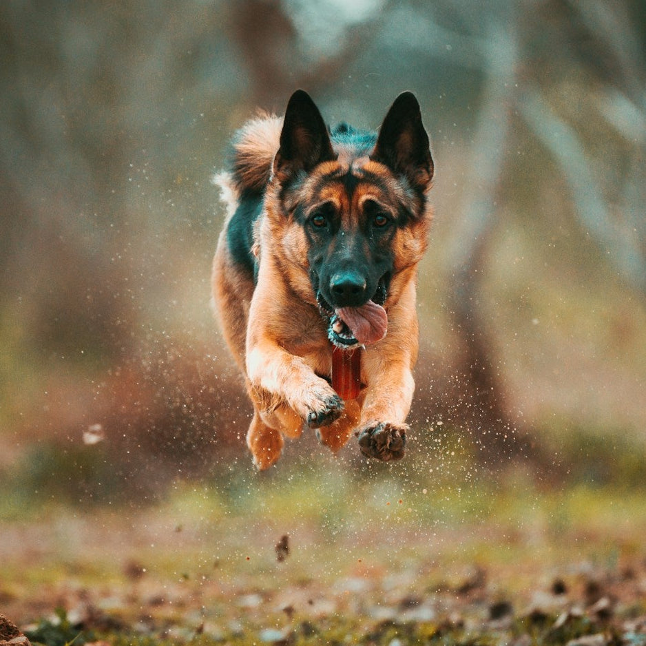 Eco Dog Speedy Spray Shampoo