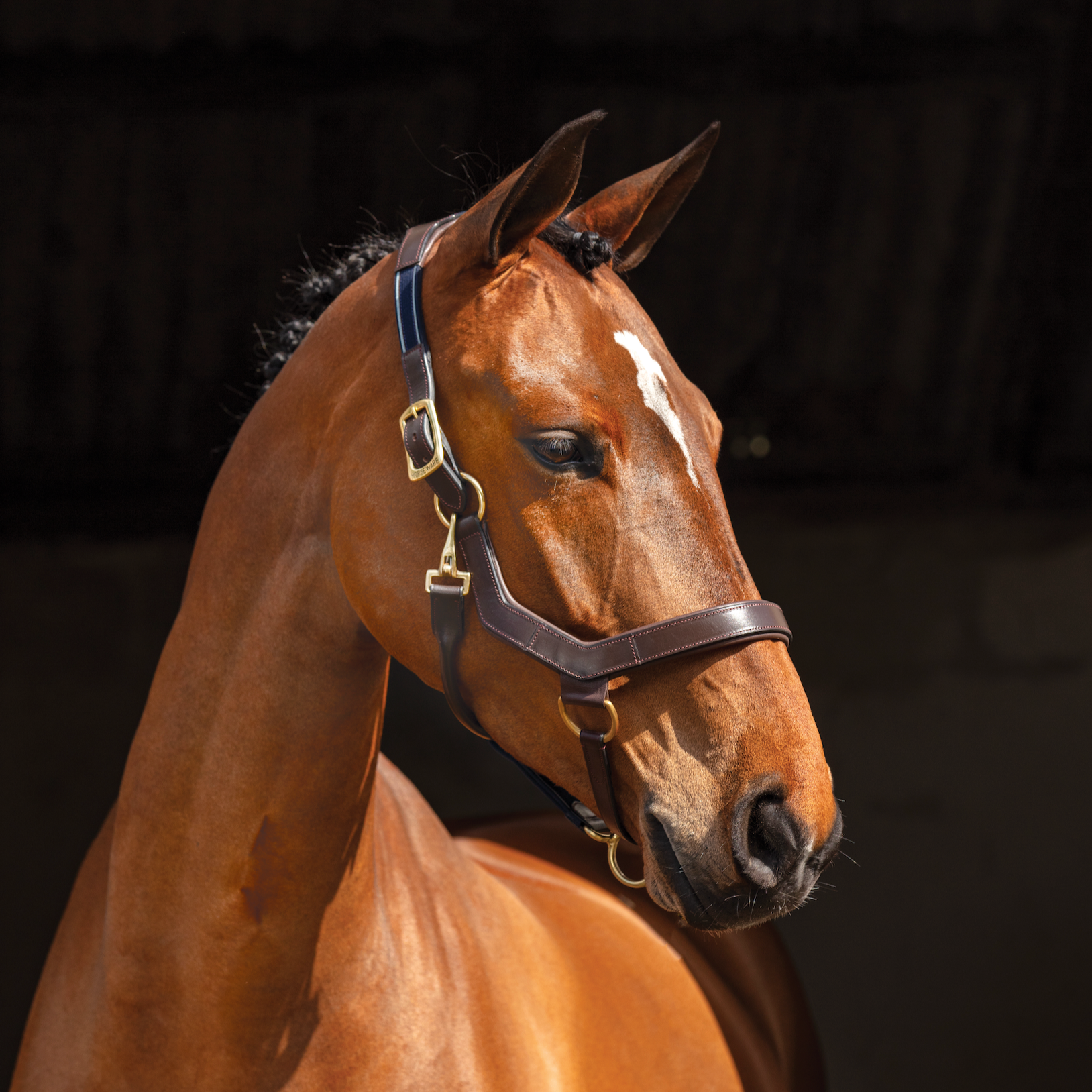 Rambo Micklem Headcollar Halter