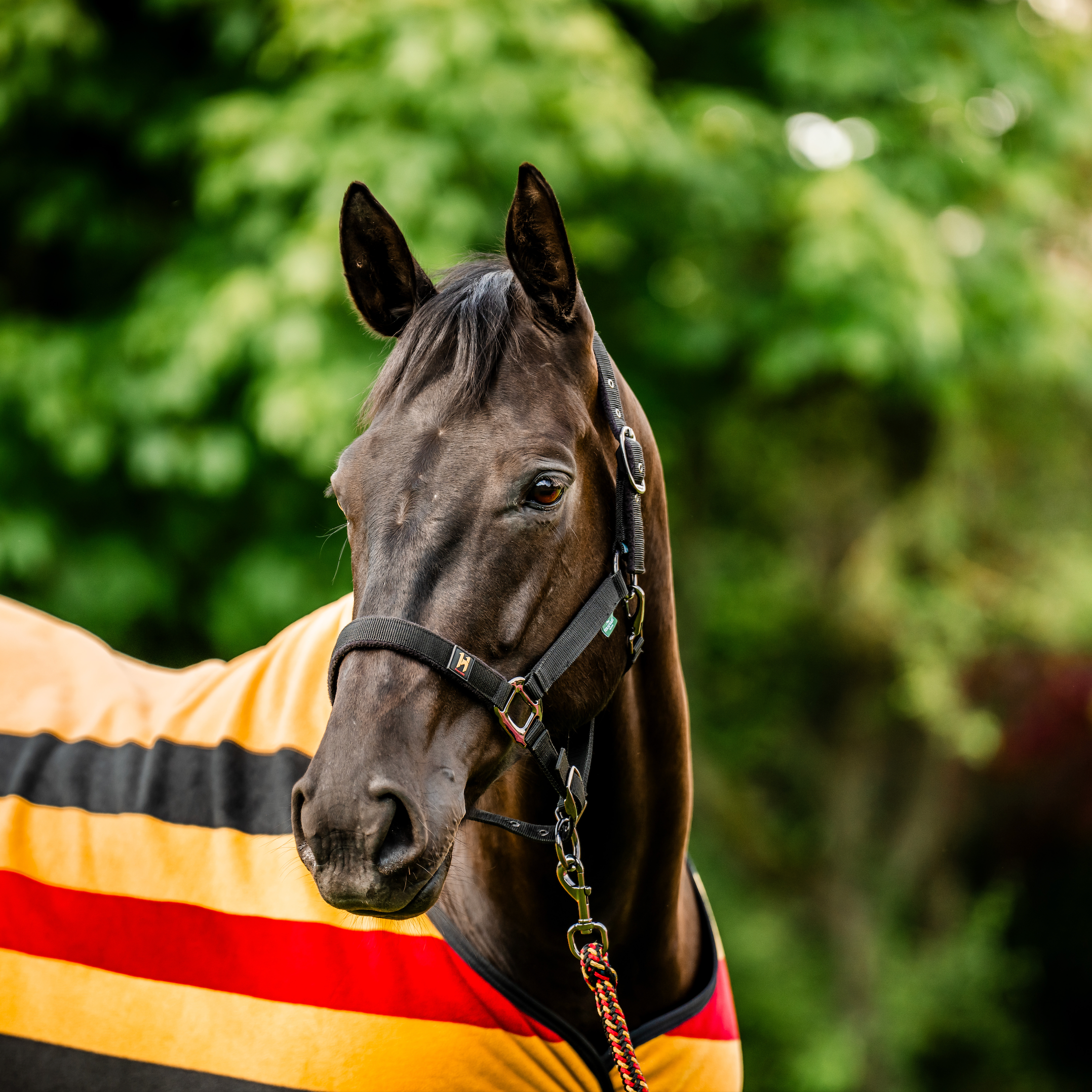 Horseware Newmarket Headcollar & Leadrope Set