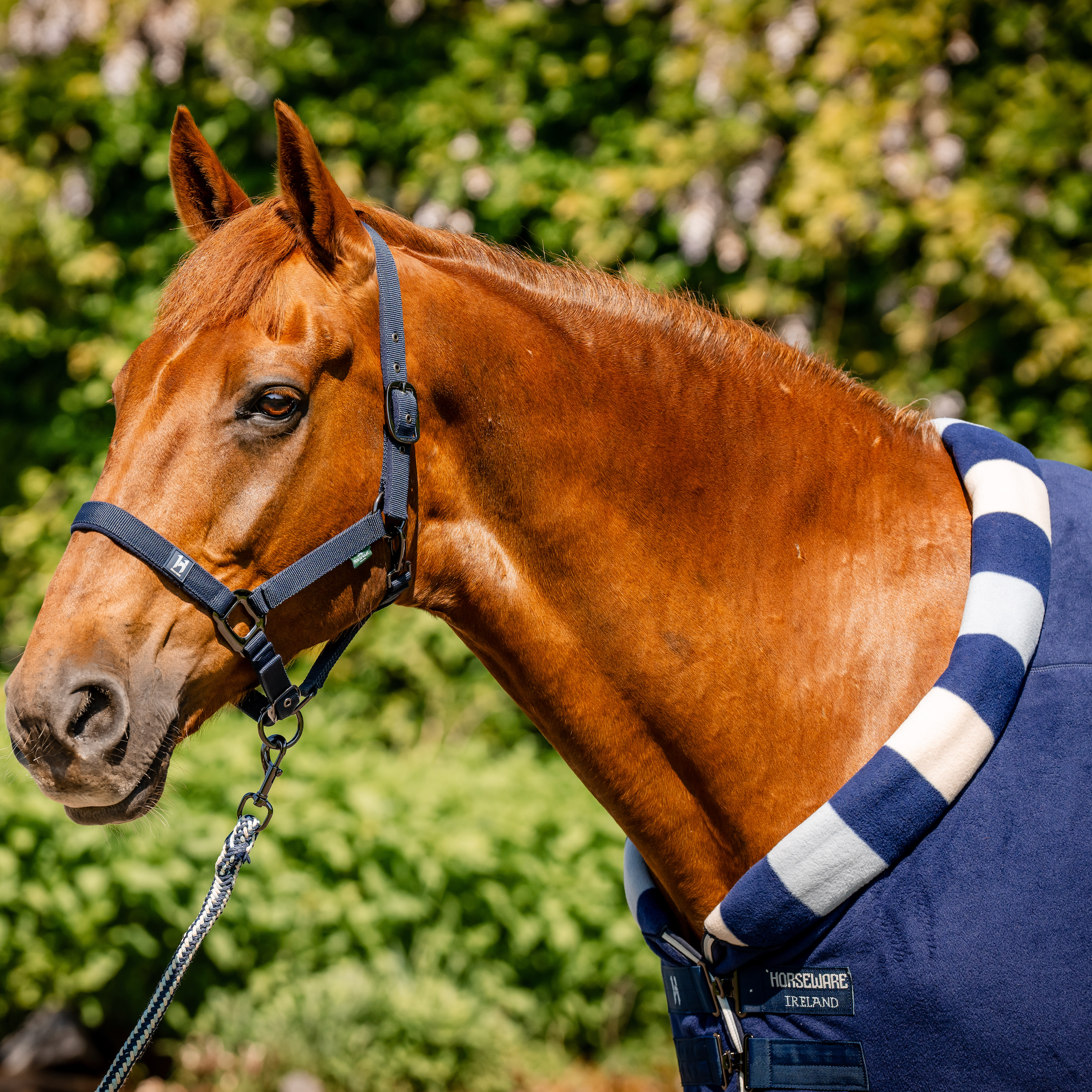 Horseware Newmarket Cosy Fleece Cooler
