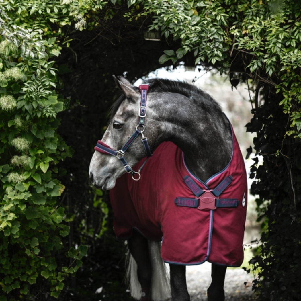 Rambo Helix Stable Sheet DF