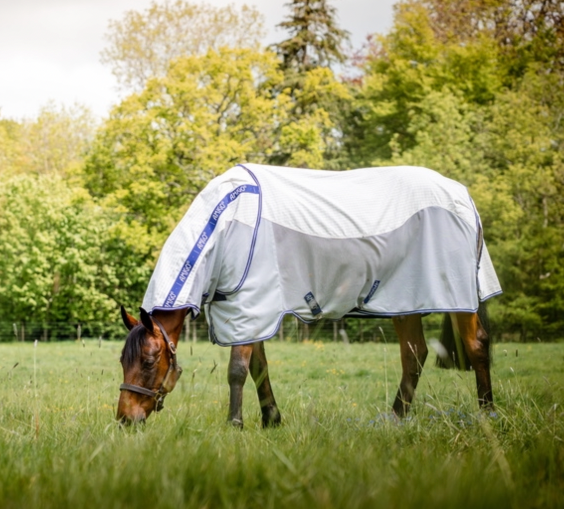 Horse grazing in a field wearing a white rug with blue trim.