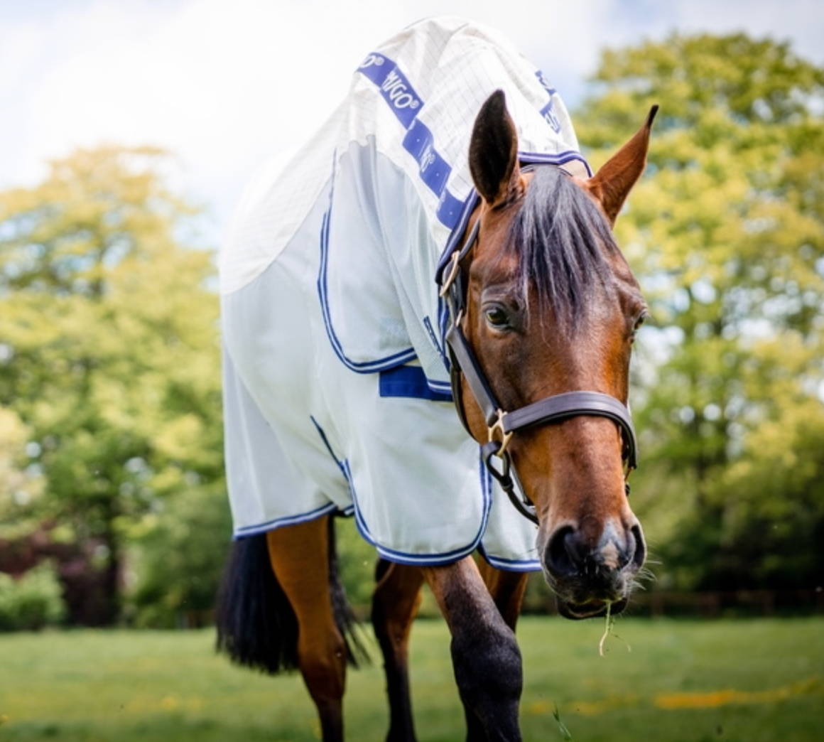 Horse grazing in a field wearing a white rug with blue trim.