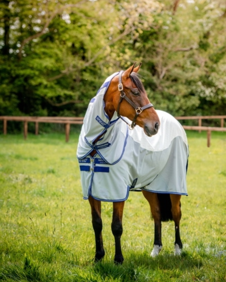 Horse grazing in a field wearing a white rug with blue trim Amigo Airflow Detach-A-Neck