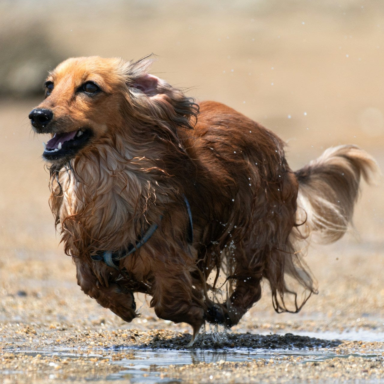 Eco Dog Stinky Bed N Stuff Spray