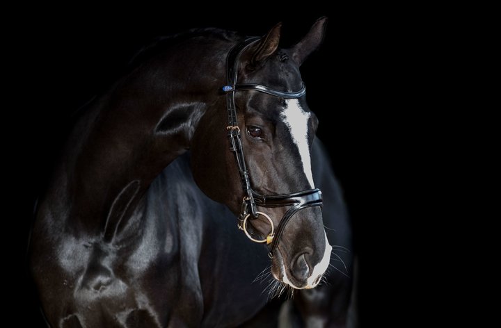 PS of Sweden Bridle Jump Off