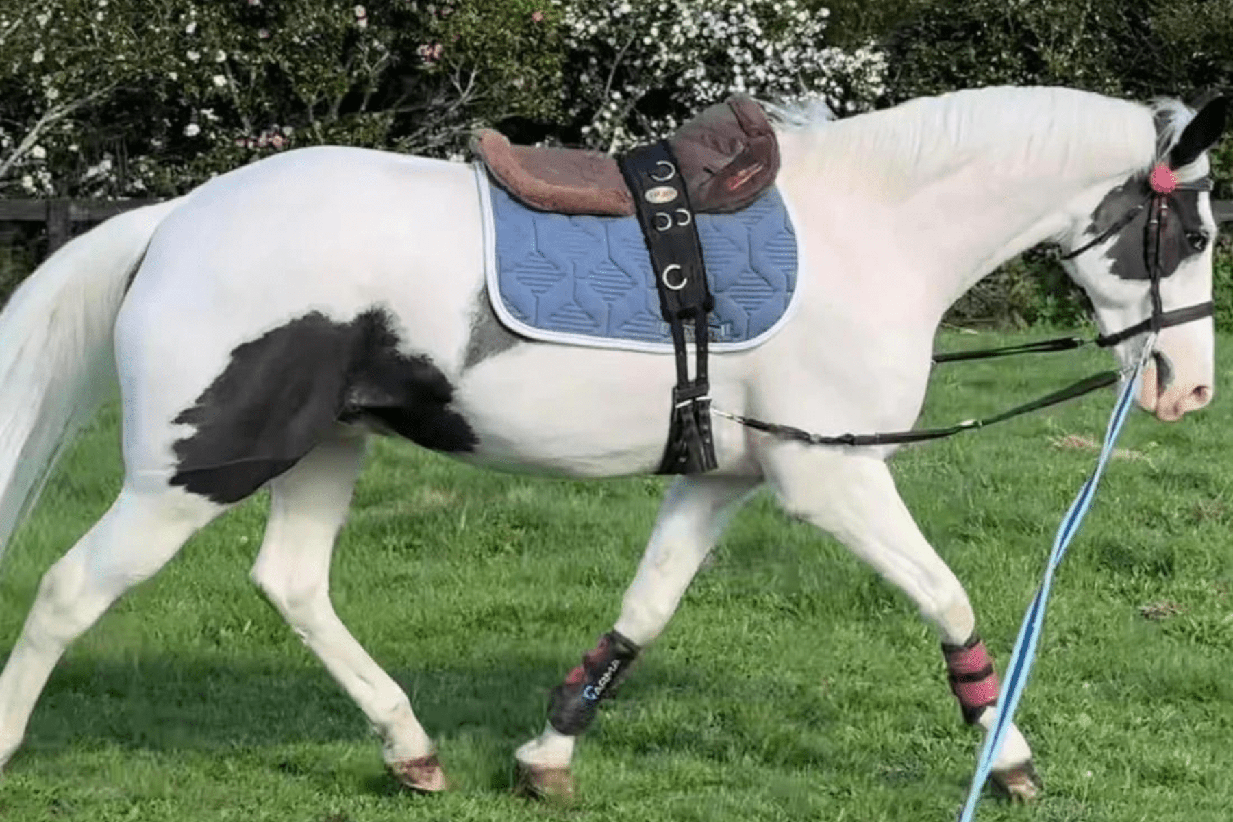 Eco Horse Purple Blue Shampoo