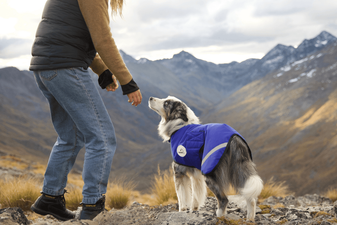 nztack Buddy Dog Coat