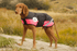 nztack Buddy Dog Coat Pink/Black