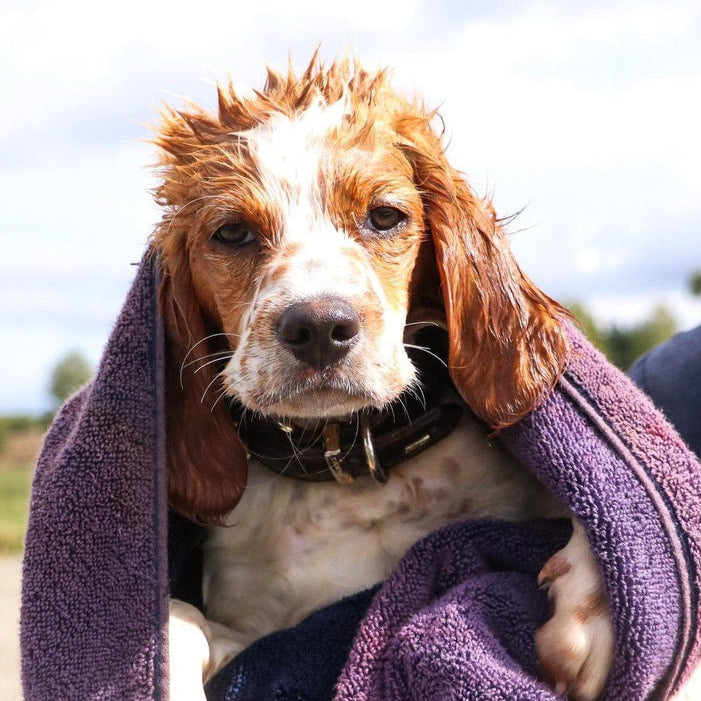 Eco Dog Pure Paws Soap Block