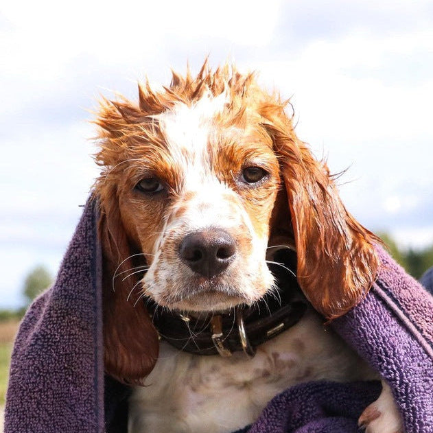 Freshly washed dog wrapped in a towel