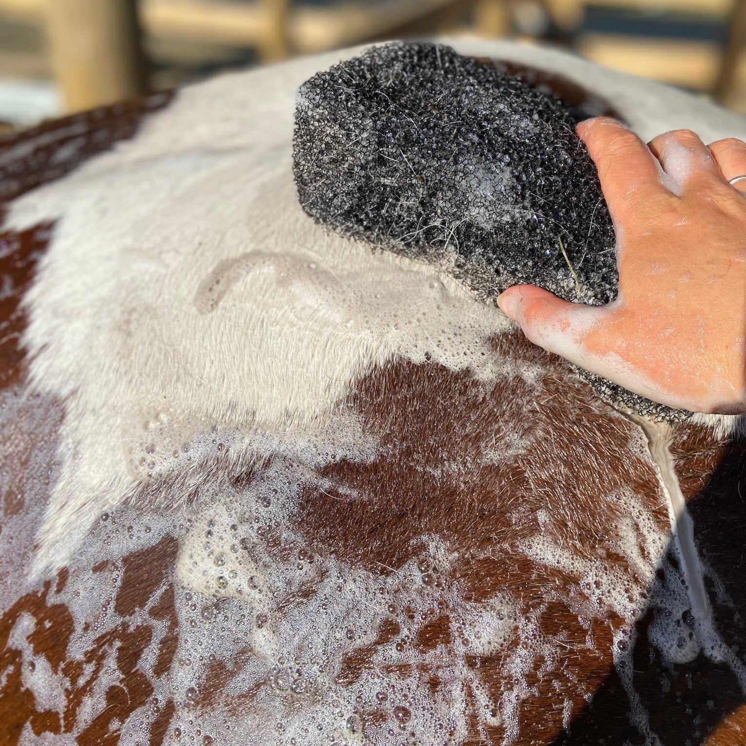 Eco Horse Black Raspberry Shampoo