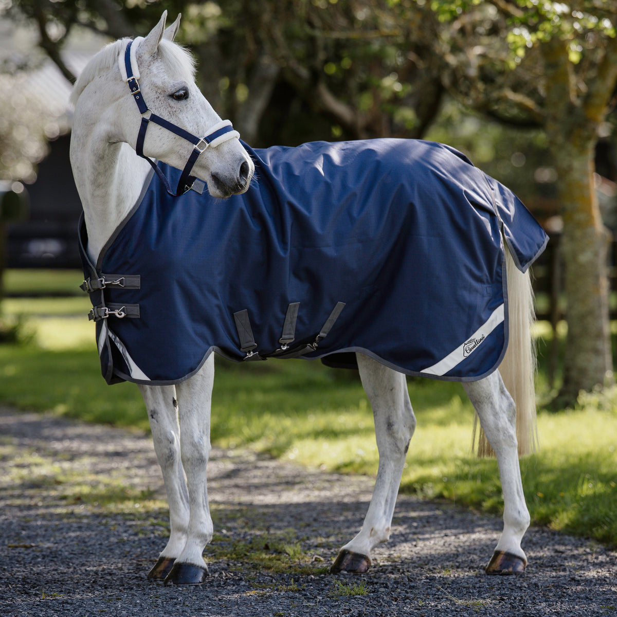 Cavallino Gen 4 Detach A Neck - 2