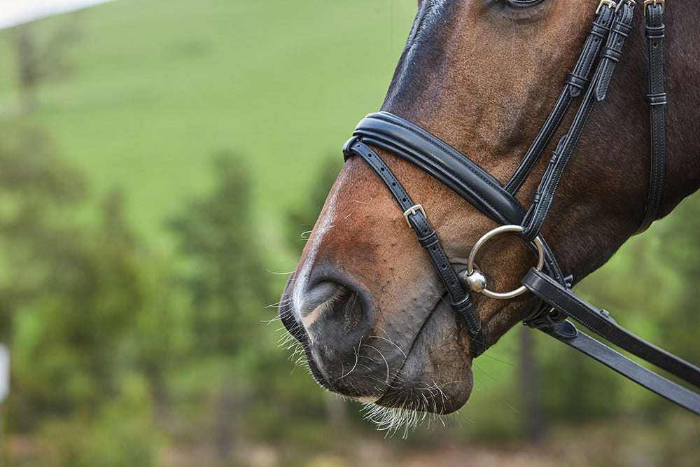 Collegiate Syntovia+ Padded Raised Flash Bridle - Black Noseband