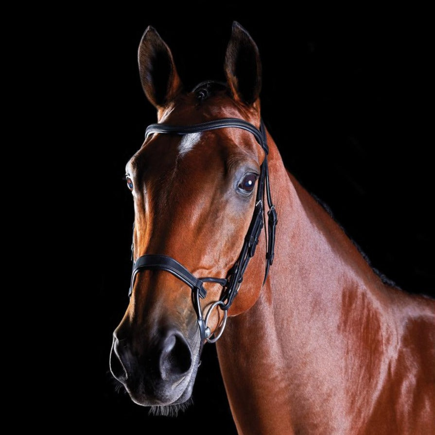 A bay horse wearing a black Collegiate ComFiTec Training Bridle