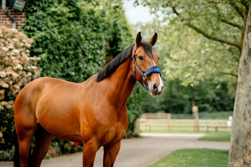 Horseware Ireland Signature Grooming Headcollar