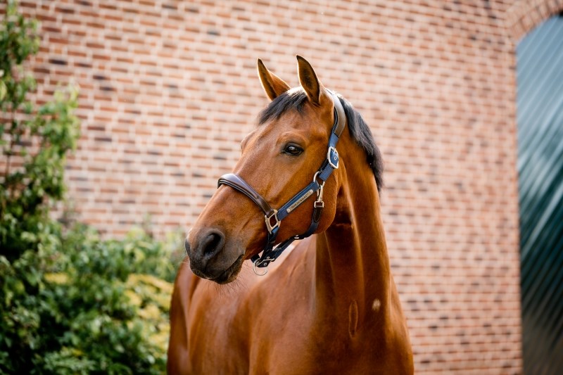 Horseware Ireland Signature Competition Headcollar