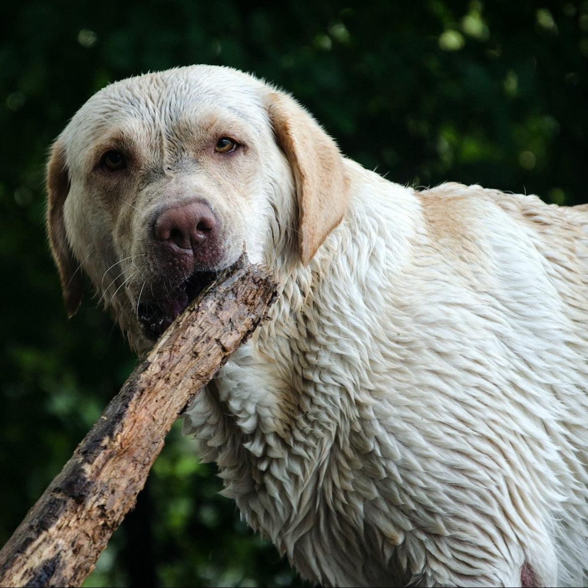 Eco Dog Stinky Bed N Stuff Spray - 2