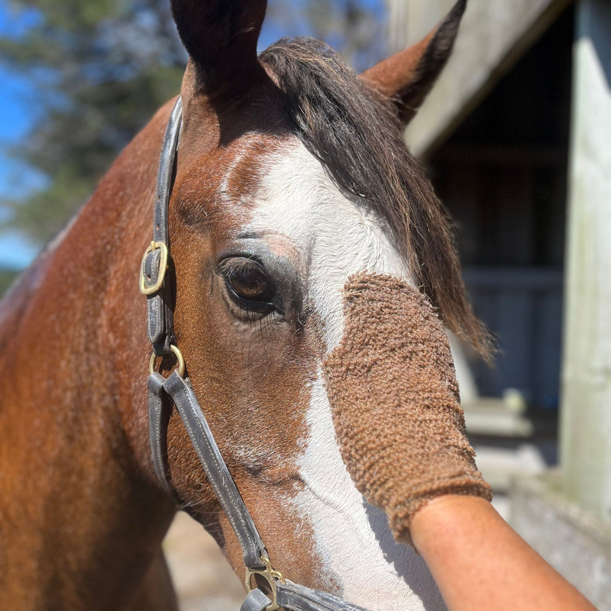 Eco Horse Mighty Mitt - Face
