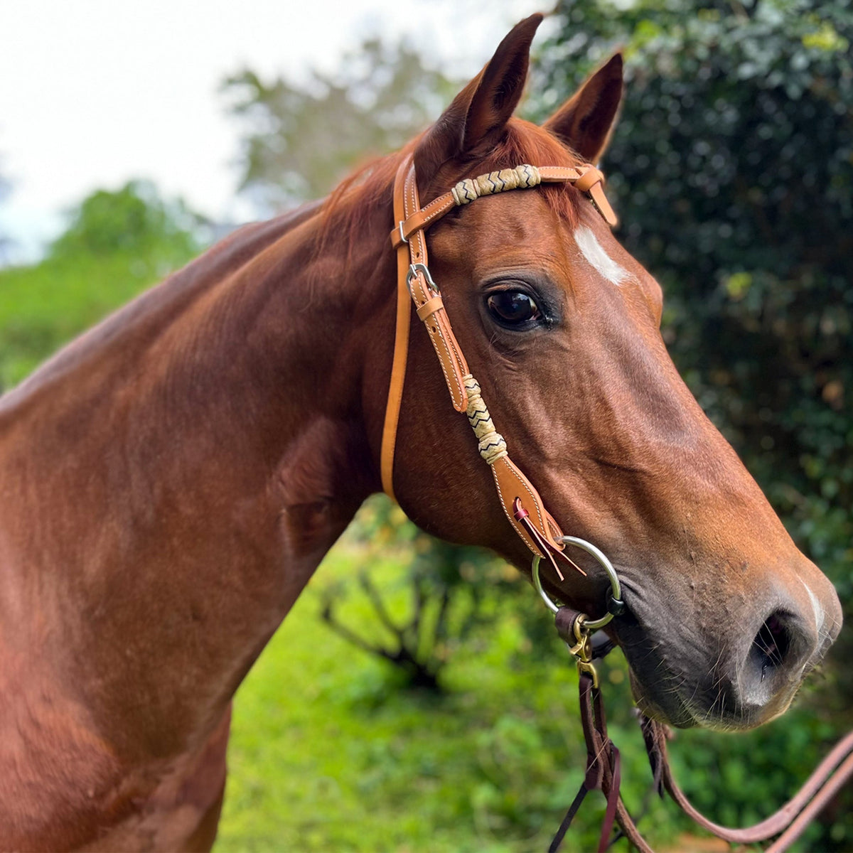 Ezy Ride Bridle with Futurity Knot and Rawhide Brow Natural - Lifestyle