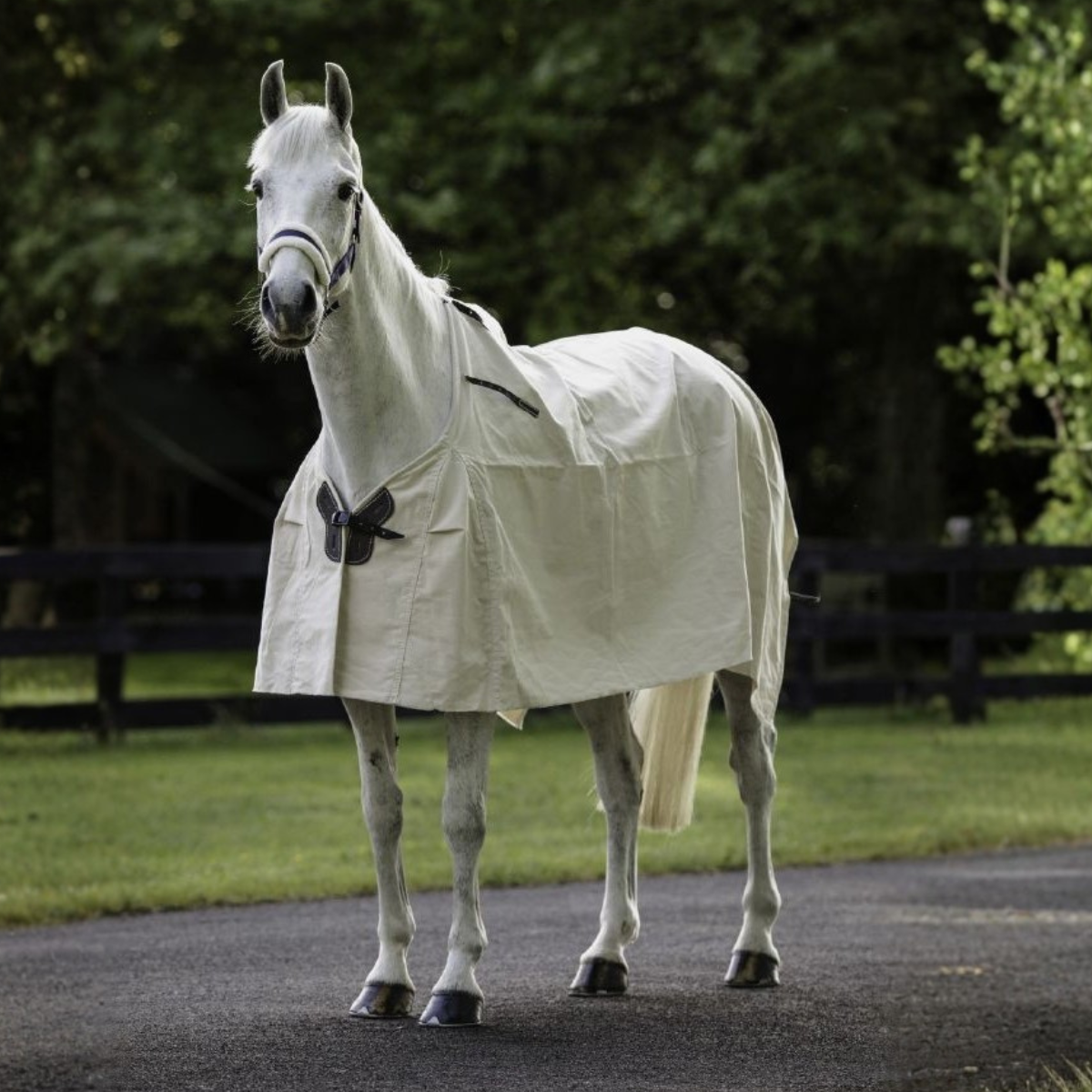 Flair Summer Cotton Rug - 2