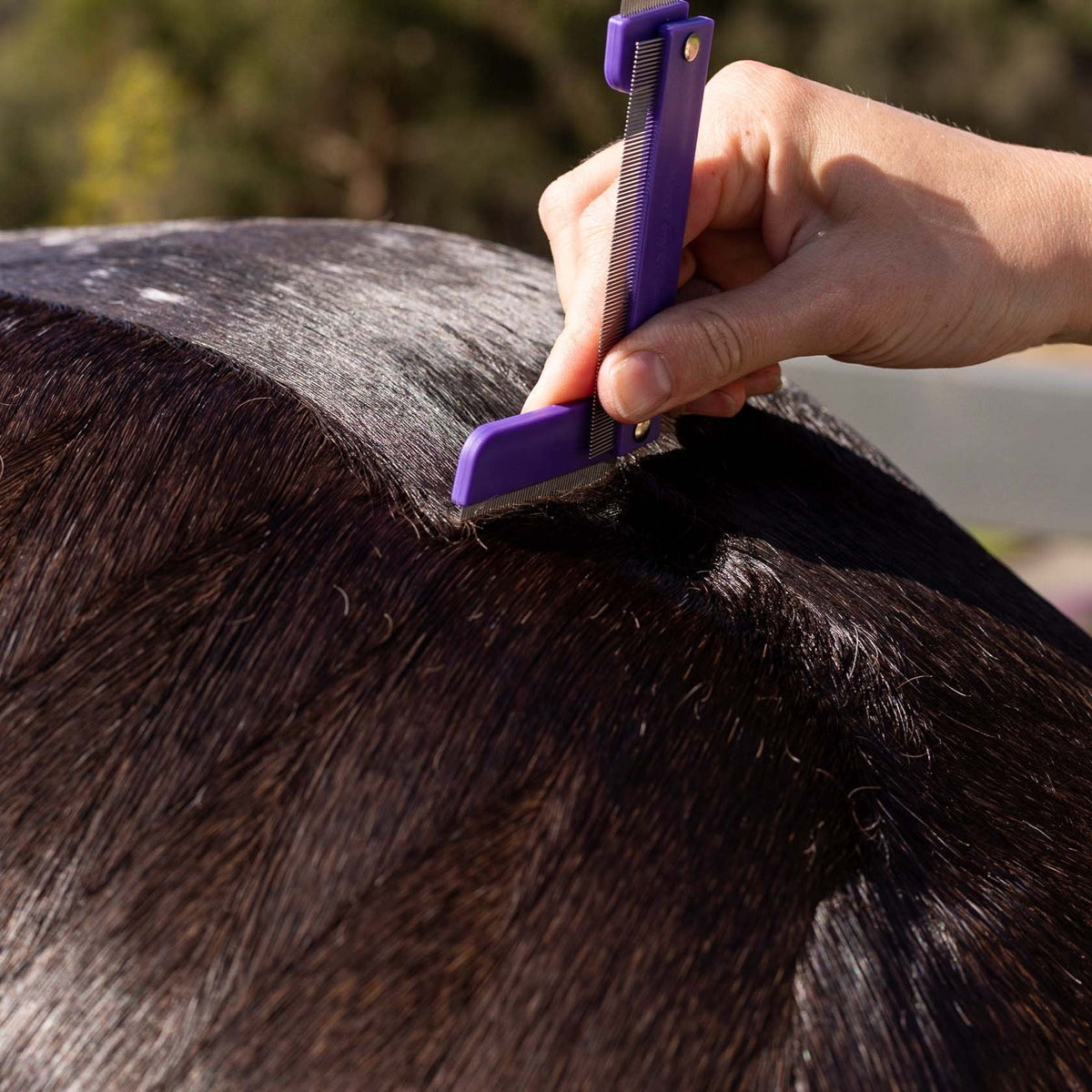 Hairy Pony Quarter Mark Horse Comb - 7
