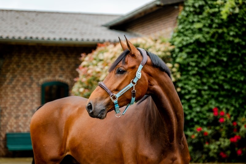 Horseware Ireland Signature Competition Headcollar - Blue Haze