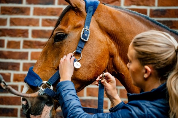 Horseware Ireland Signature Grooming Headcollar - 5