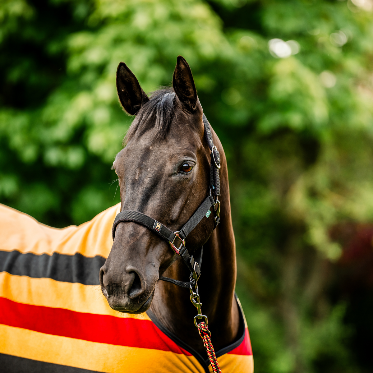 Horseware Newmarket Headcollar & Leadrope Set - 3