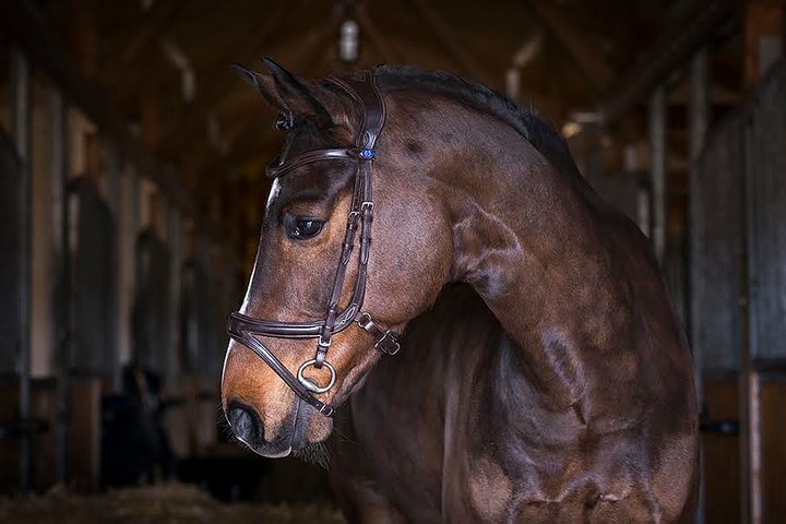 PS of Sweden Bridle Jump Off