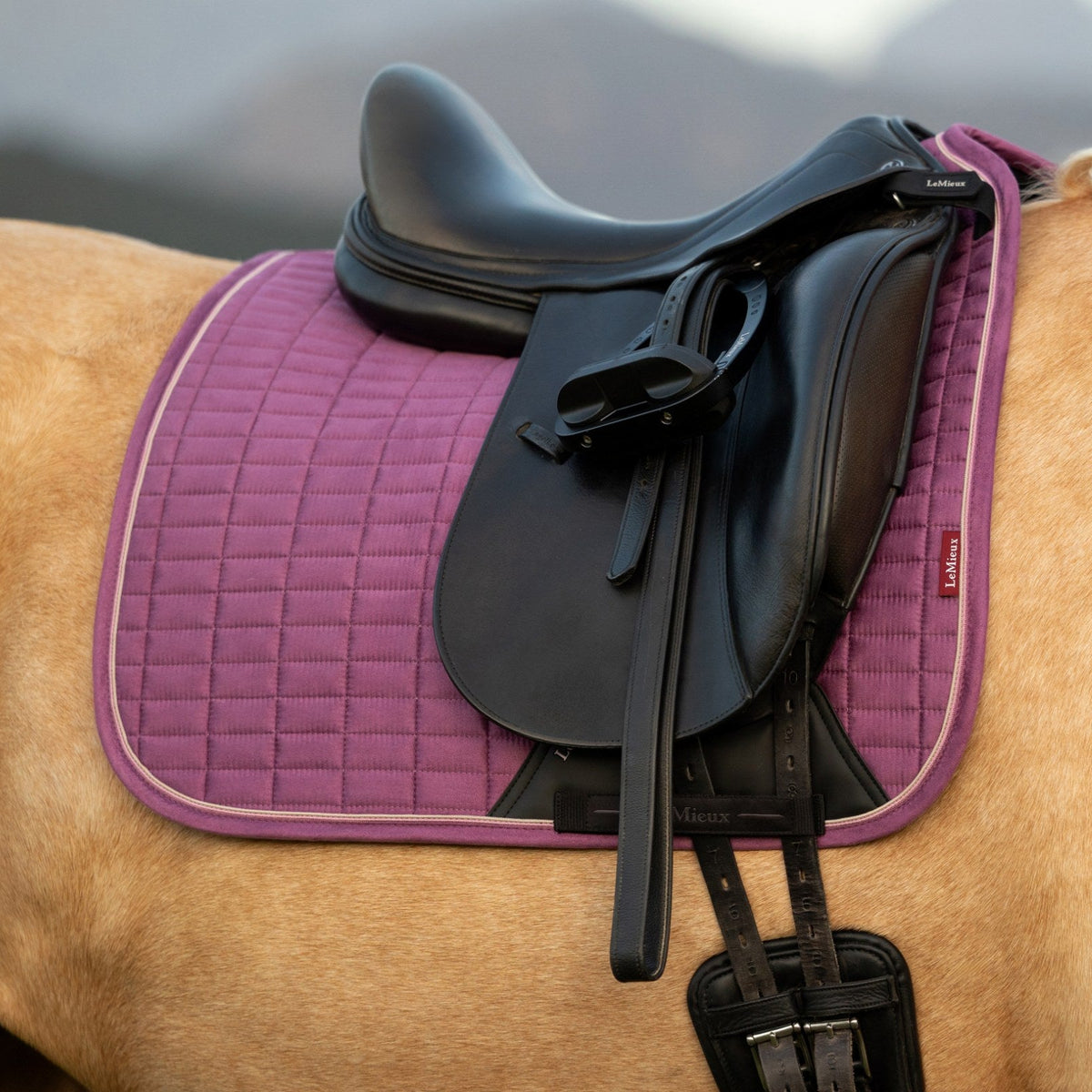LeMieux Suede Dressage Square Mallow lifestyle