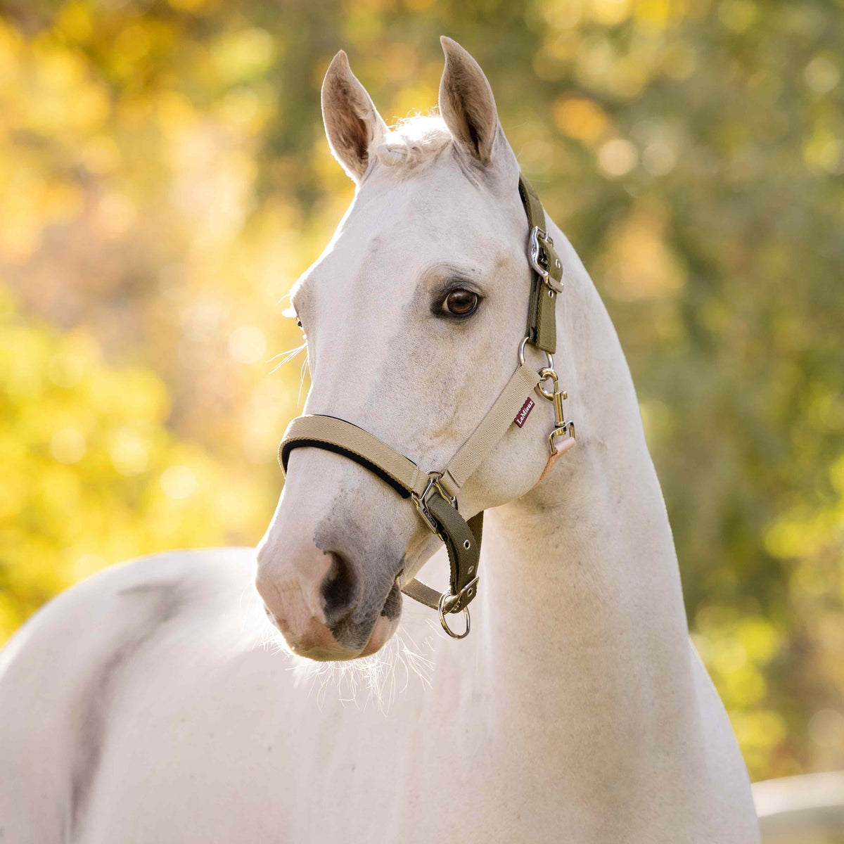 LeMieux Medley Headcollar Gooseberry/Pear/Petal lifestyle