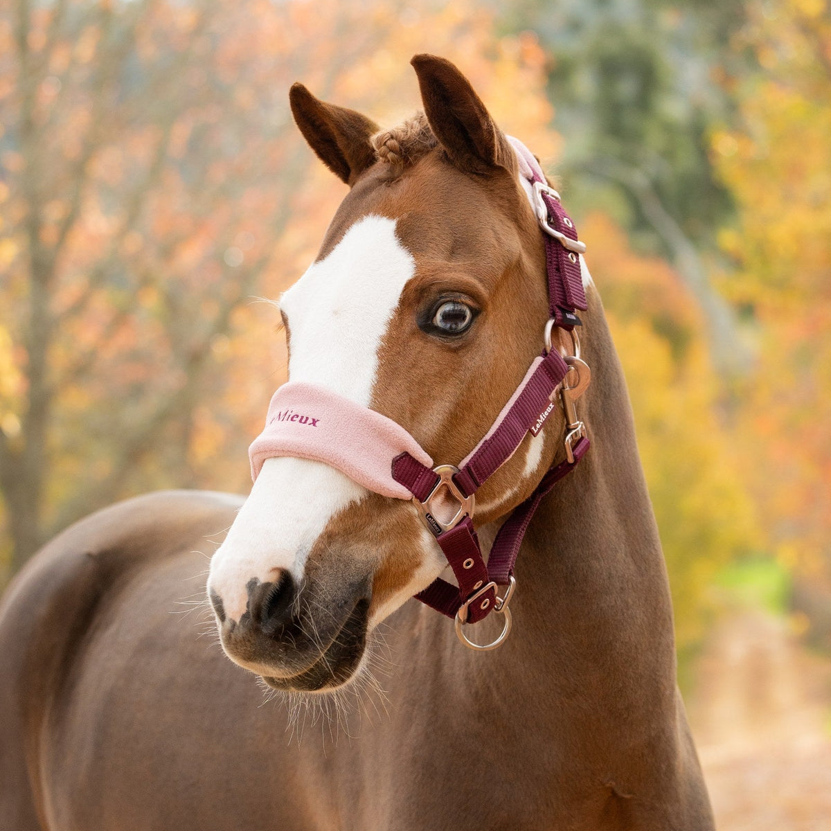 LeMieux Vogue Headcollar & Leadrope Blackberry lifestyle
