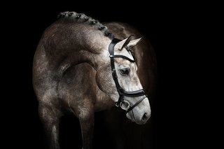 PS of Sweden Bridle Paladin
