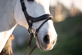 PS of Sweden Bridle Paladin