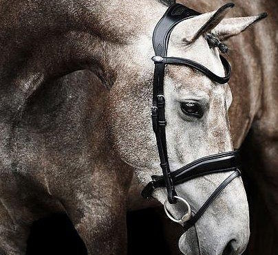 PS of Sweden Bridle Flying Change - 3