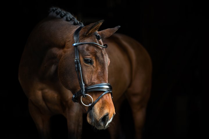 PS of Sweden Bridle GP - Black