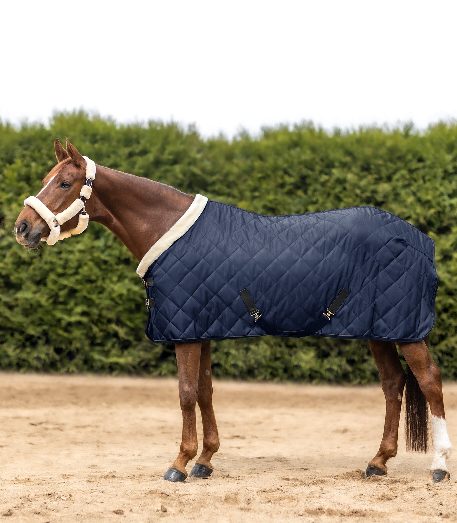 Waldhausen Exclusive Show/Stable Rug