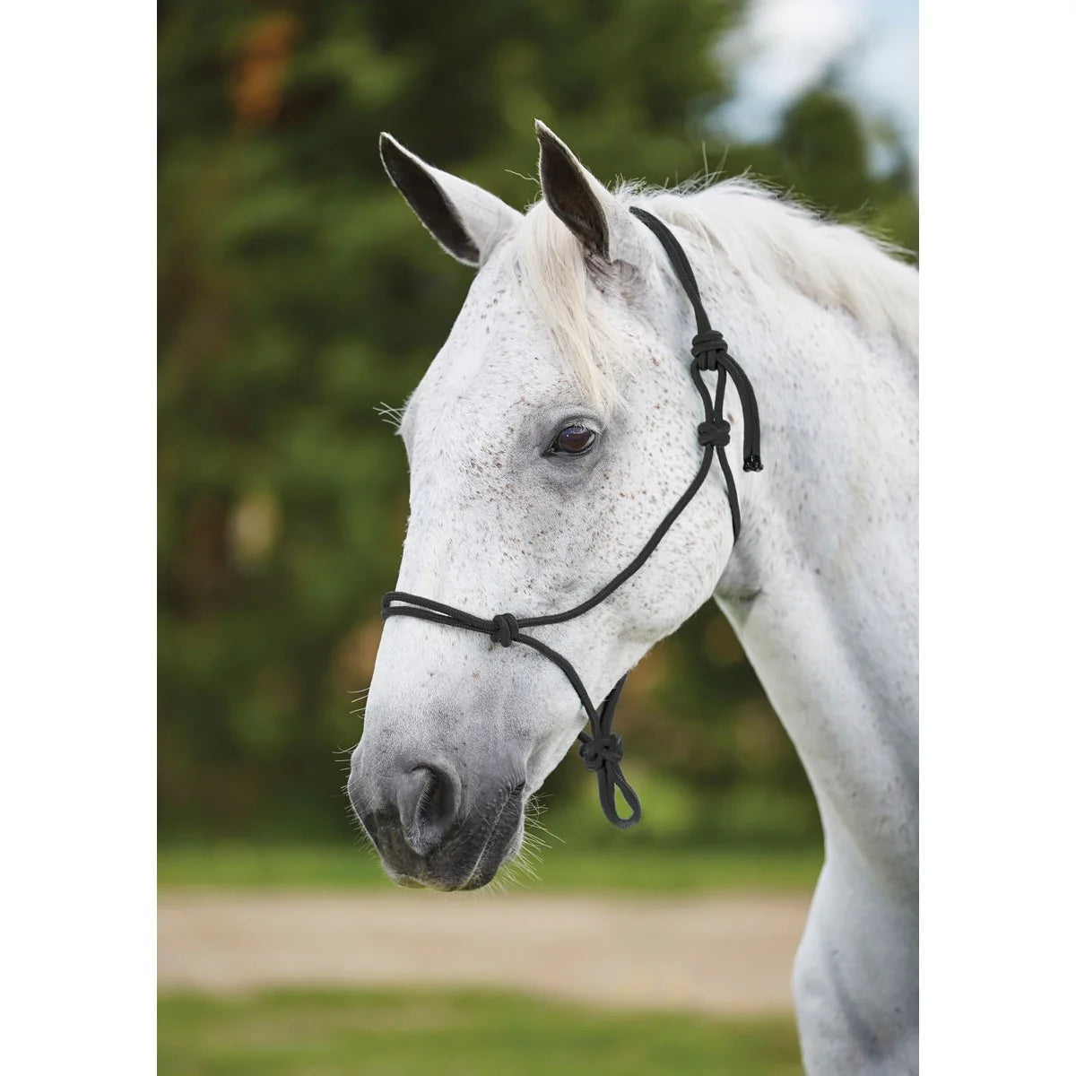 Roma Nylon Rope Headcollar Halter - 2