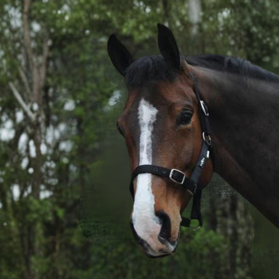 Saxon Nylon Brass Buckle Headcollar Halter - 3