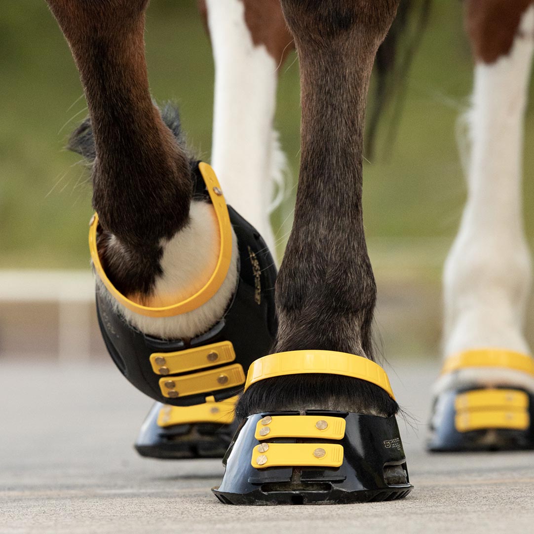 Scootboot Pastern Straps - Marigold